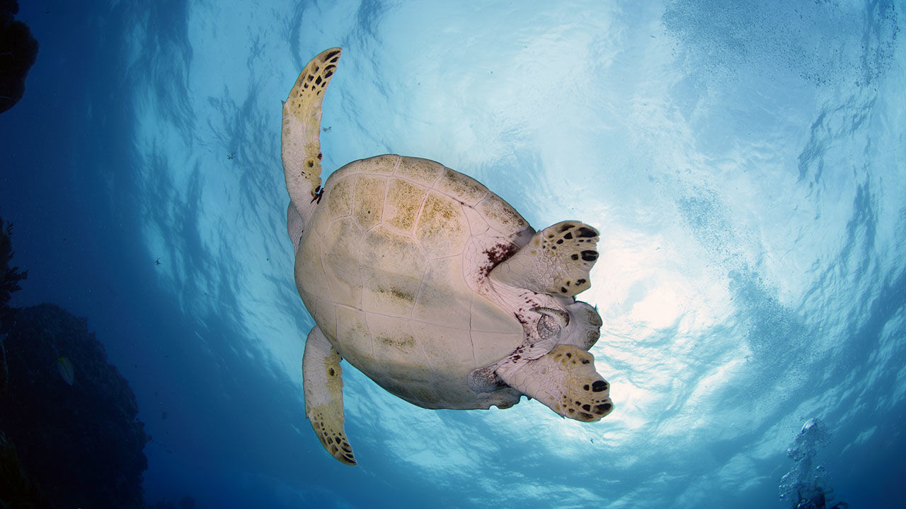 OrcaTorch 水下攝影手電筒