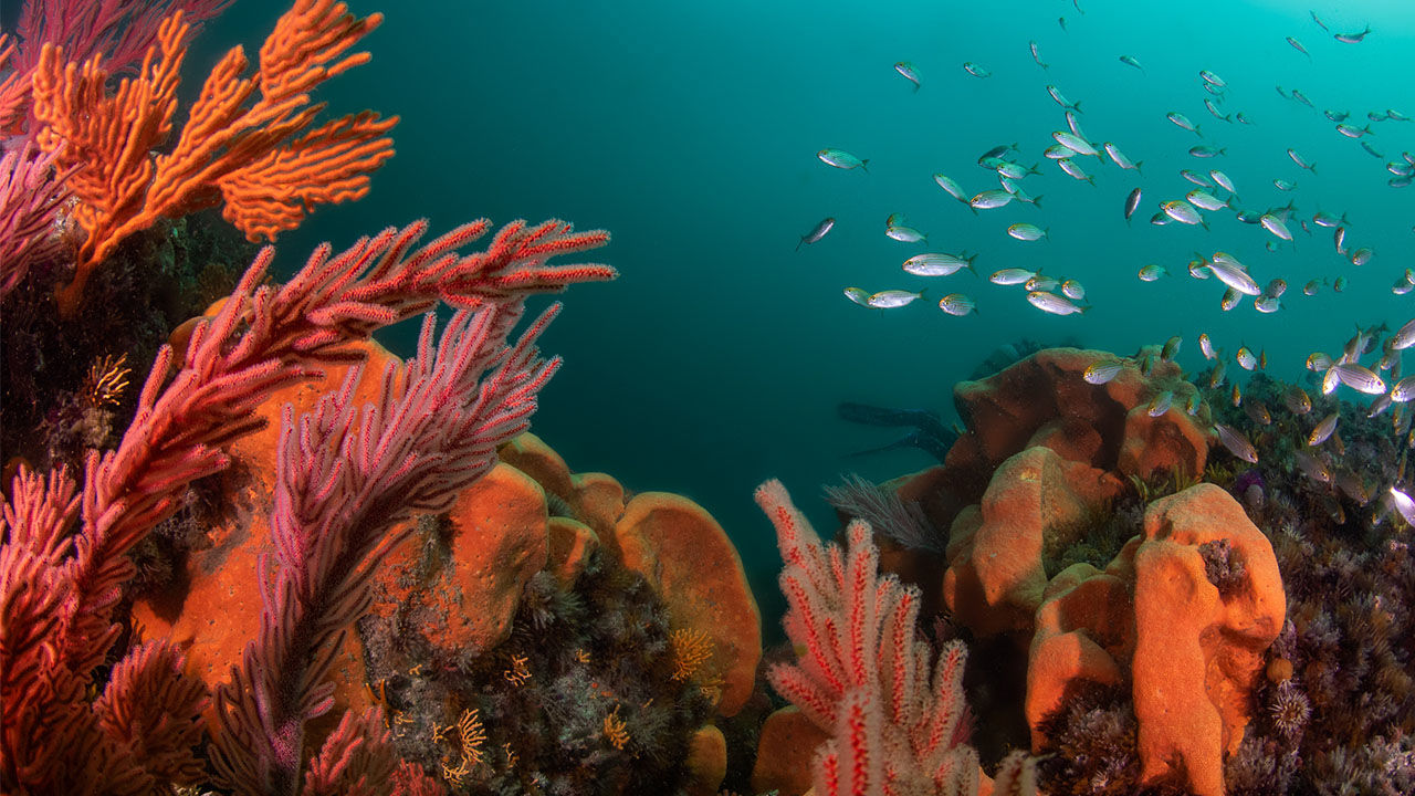 OrcaTorch 水下攝影手電筒