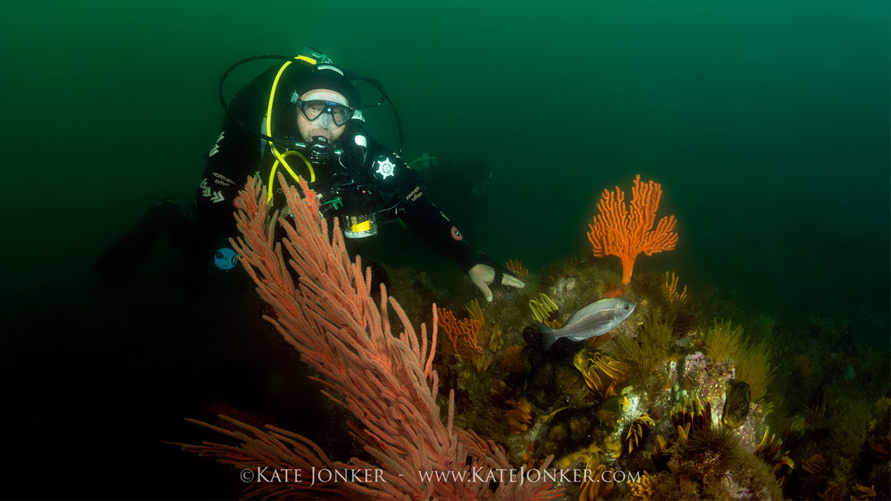 OrcaTorch 水下攝影手電筒