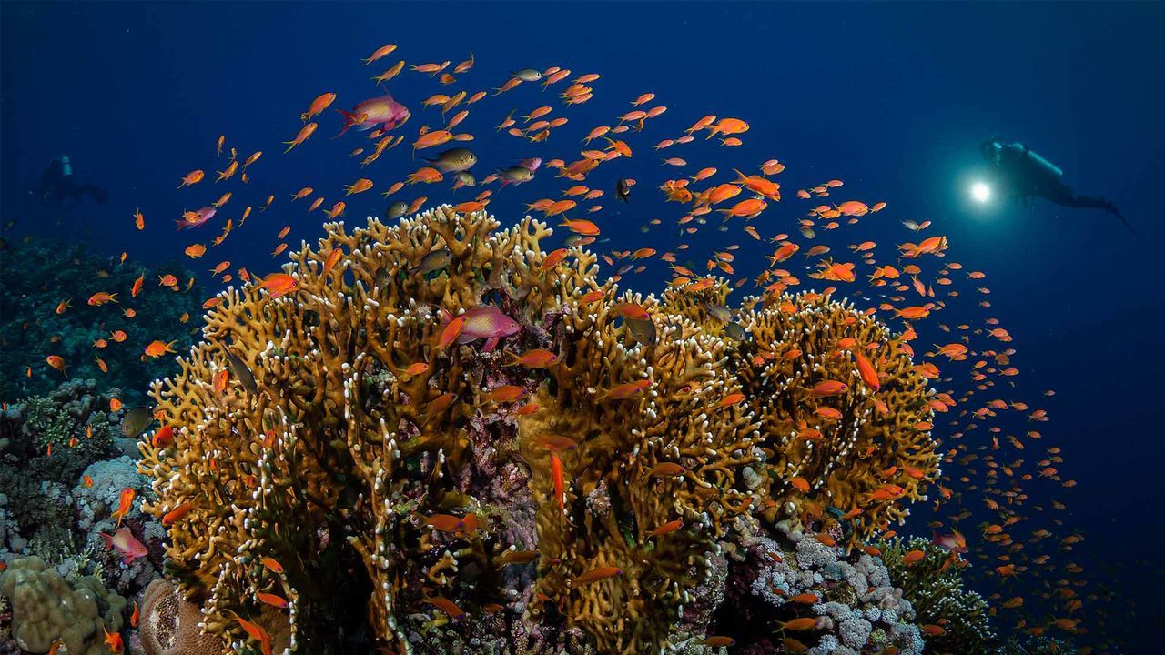 便攜潛水手電（diàn）筒，水（shuǐ）下手電，OrcaTorch草莓视频官网 D910V