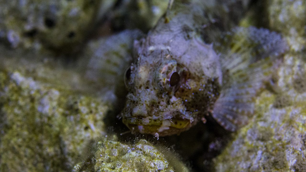 三（sān）光源潛（qián）水（shuǐ）攝影補光燈