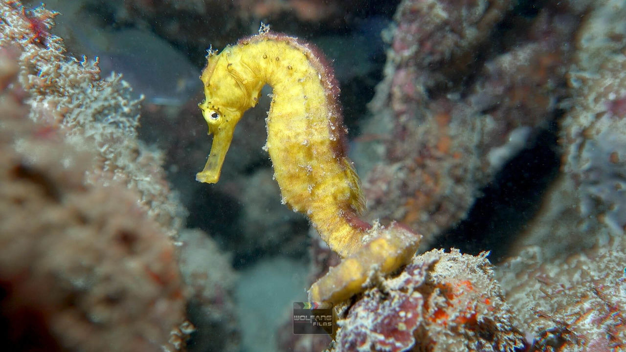 OrcaTorch 水下攝影手電筒