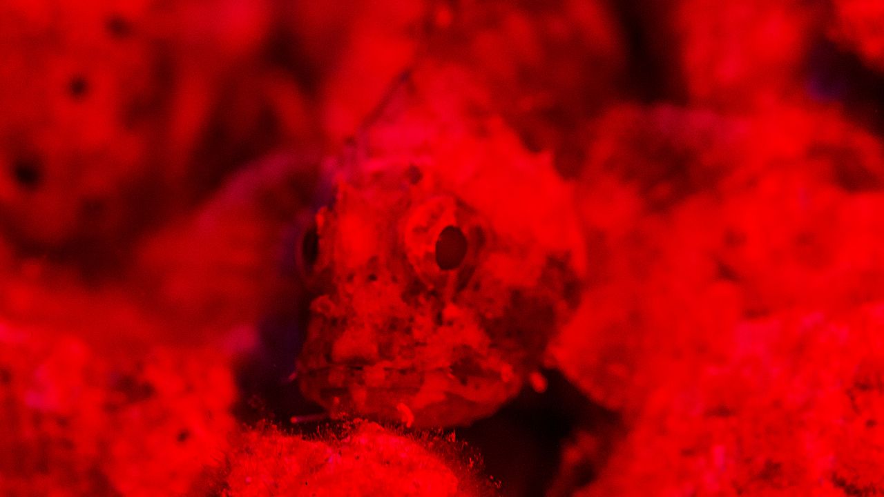 三光源潛水攝影補光燈