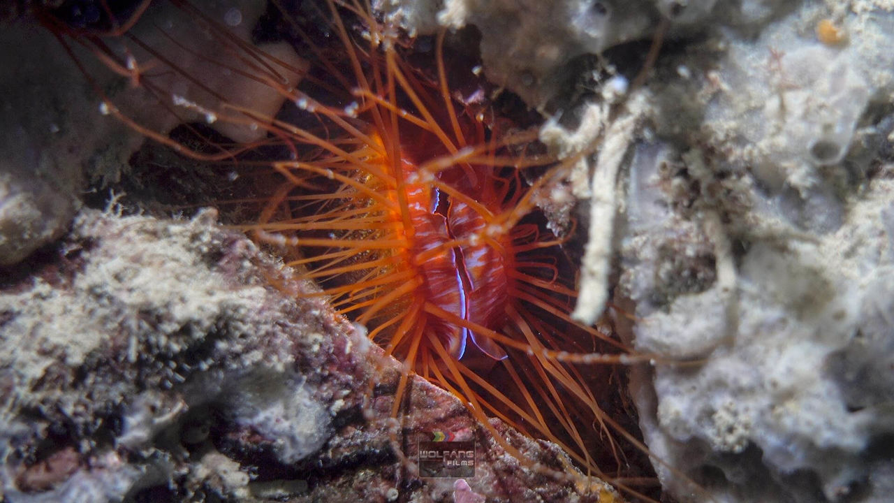 OrcaTorch 水下（xià）攝影（yǐng）手電筒（tǒng）