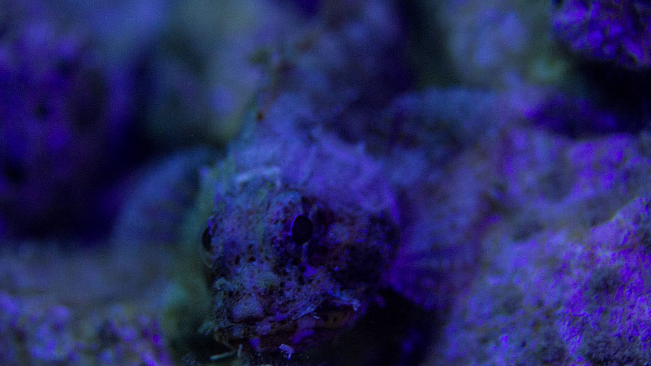 三光源（yuán）潛水攝影補光燈（dēng）