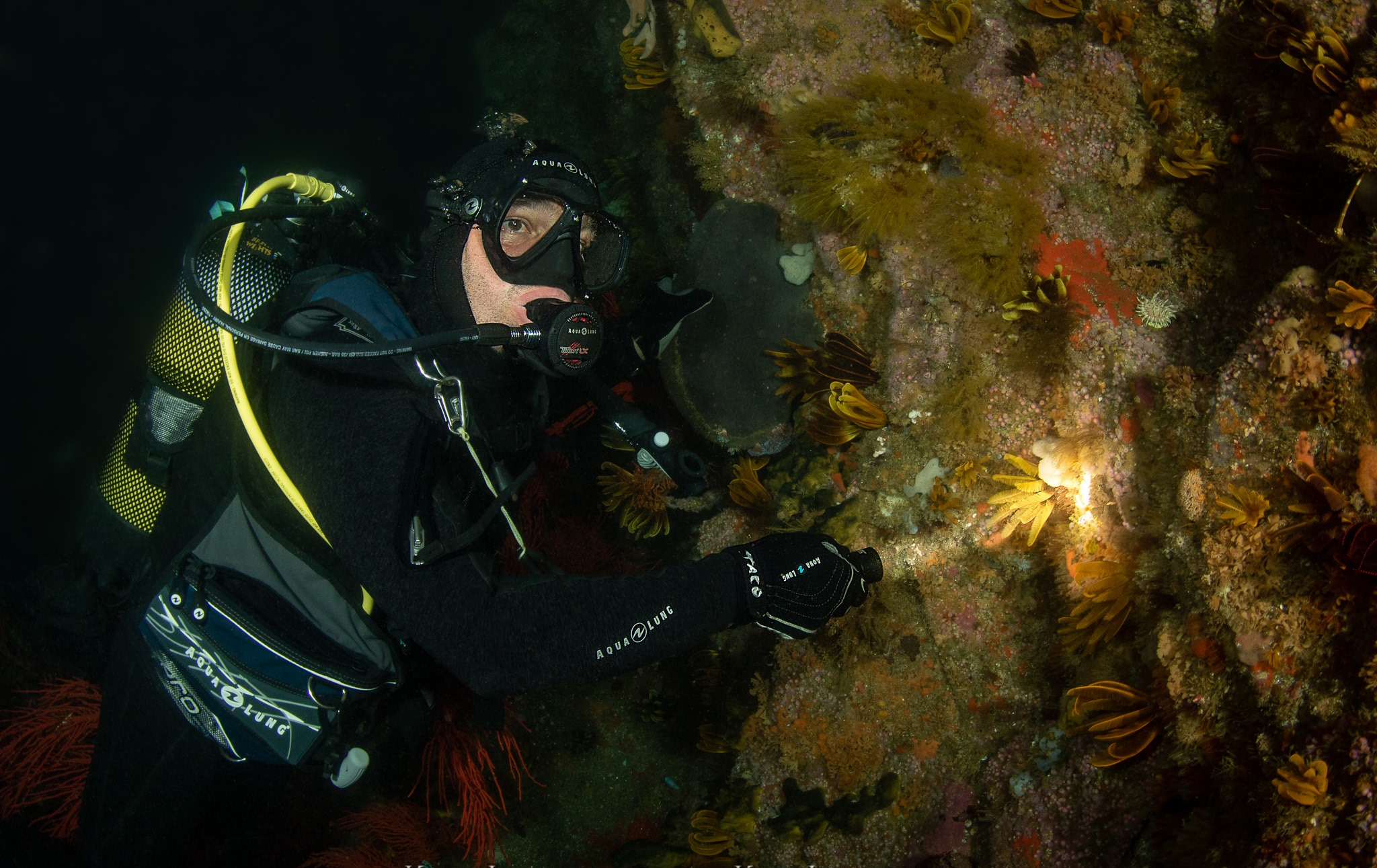 潛水（shuǐ）燈，潛水手（shǒu）持電筒，OrcaTorch草莓视频官网（jīng）