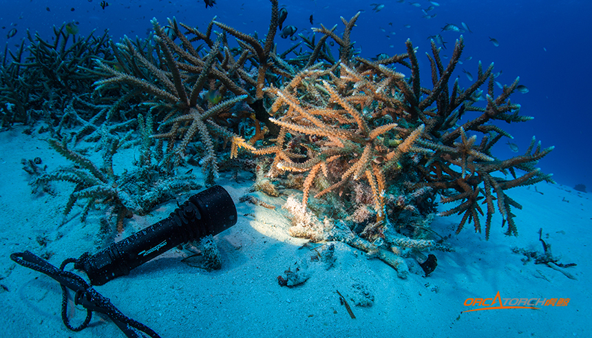 選購潛(qián)水(shuǐ)手電筒需要(yào)注意事項 選購(gòu)潛水手電筒需要注意事項