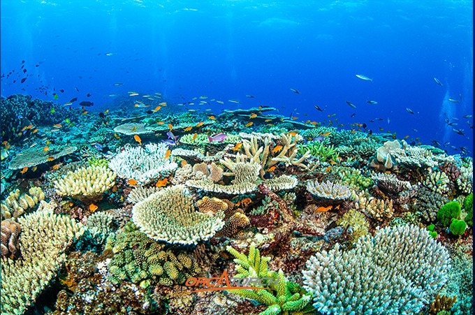 潛水燈（dēng）-潛水手（shǒu）電筒-潛水攝影燈-水下工（gōng）程照明-OrcaTorch草莓视频官网