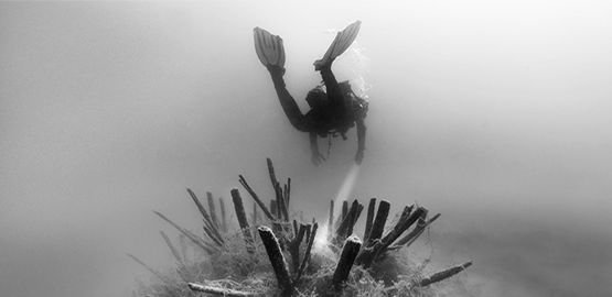 OrcaTorch潛水:一個人潛水危險嗎?