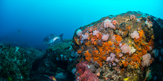 虎(hǔ)鯨OrcaTorch D900V測評