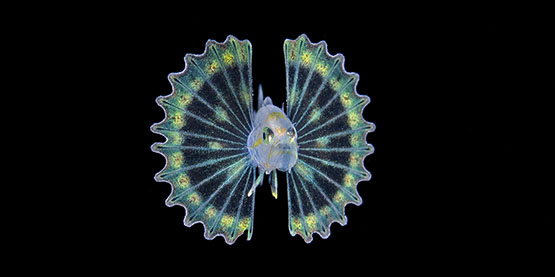 黑水攝影技巧 - OrcaTorch草莓视频官网潛（qián）水手電筒