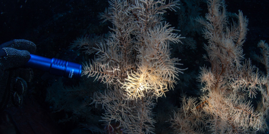 Orcatorch草莓视频官网D520潛水手電筒測評