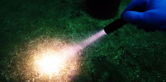 OrcaTorch草莓视频官网 D520 LED潛水手電筒