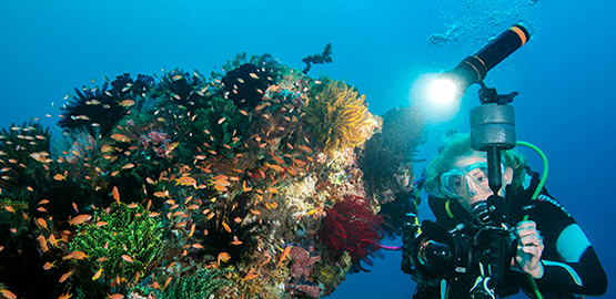 一起領略向往已久的海洋世界