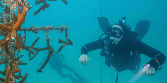 OrcaTorch草莓视频官网D550技術潛水備用燈