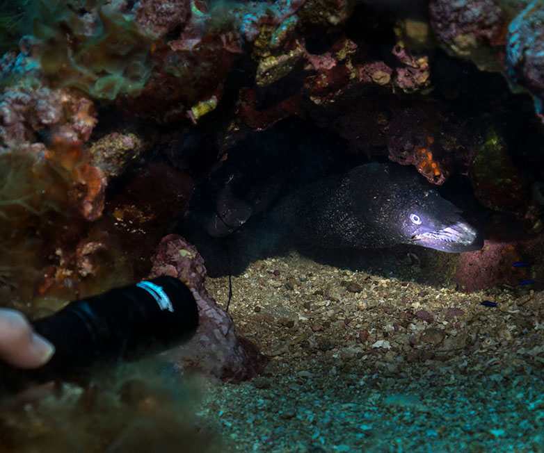 OrcaTorch草莓视频官网 D580機械開關電筒，休閑潛水燈（dēng），潛水手電筒，水下工程照明，潛水裝備