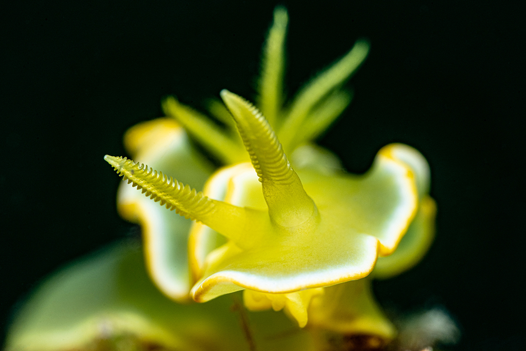 品牌大使|何俊(jun4) Fin小河 品牌大使|何俊(jun4) Fin小河(hé)